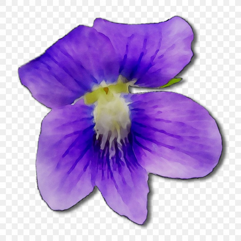 Pansy, PNG, 1008x1008px, Pansy, Bellflower, Blue Violet, Dendrobium, Flower Download Free