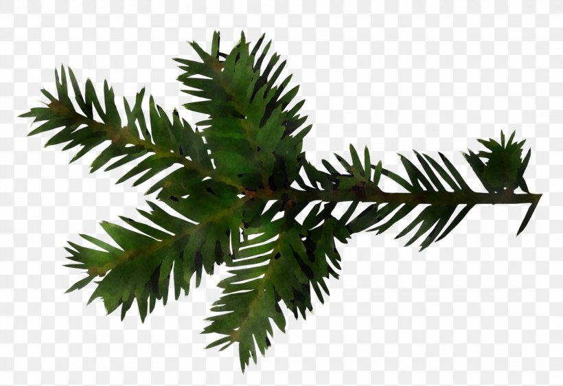 Balsam Fir Yellow Fir Shortleaf Black Spruce Oregon Pine Tree, PNG, 2200x1510px, Balsam Fir, Canadian Fir, Colorado Spruce, Jack Pine, Oregon Pine Download Free