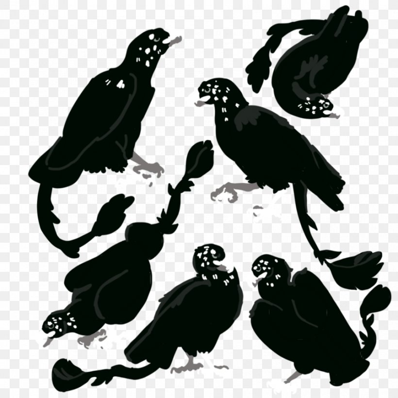 Beak Bird Of Prey Black White, PNG, 894x894px, Beak, Bird, Bird Of Prey, Black, Black And White Download Free