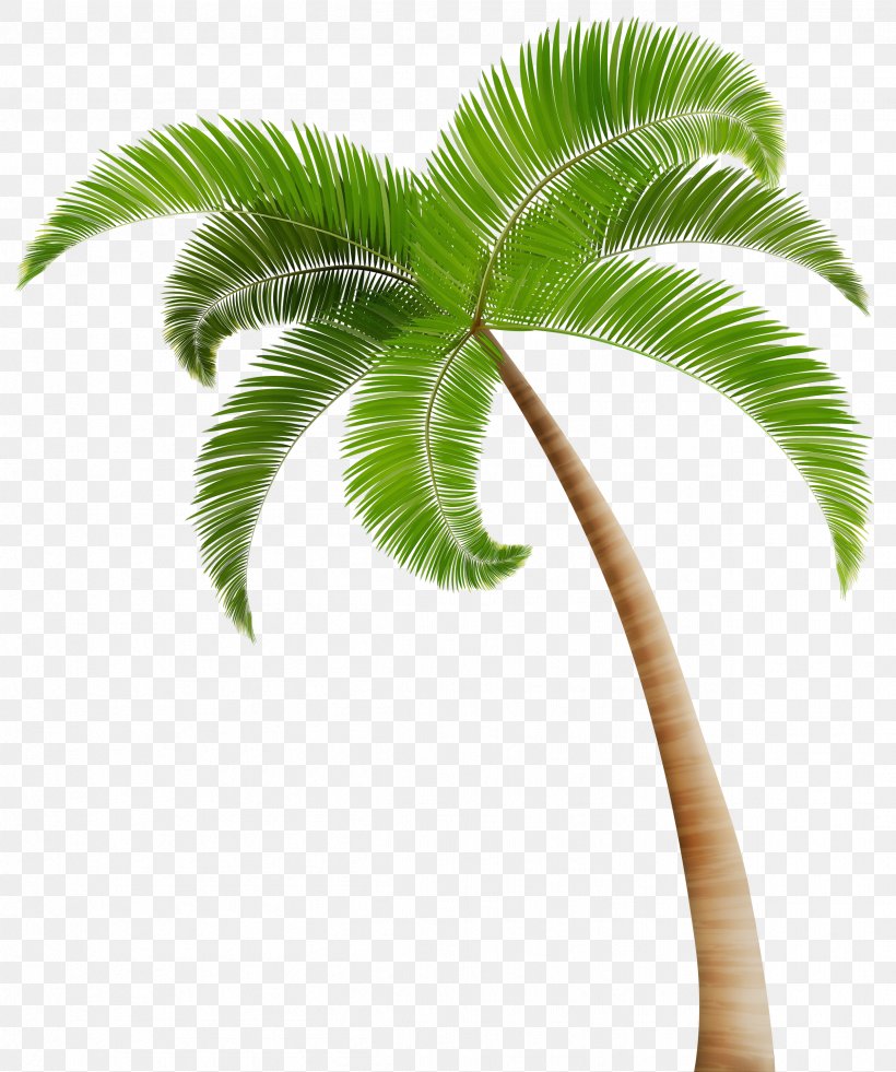 Coconut Leaf Drawing, PNG, 2506x3000px, Watercolor, Arecales, Asian Palmyra Palm, Borassus, Botany Download Free
