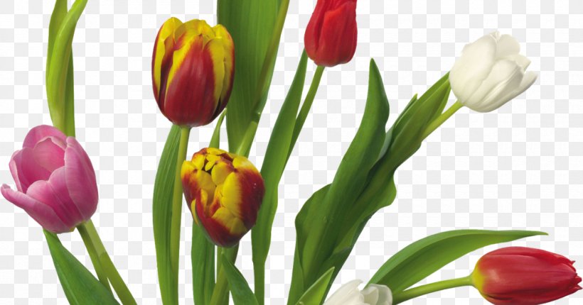 Flower Indira Gandhi Memorial Tulip Garden Clip Art, PNG, 1200x630px, Flower, Bud, Cut Flowers, Floristry, Flower Bouquet Download Free