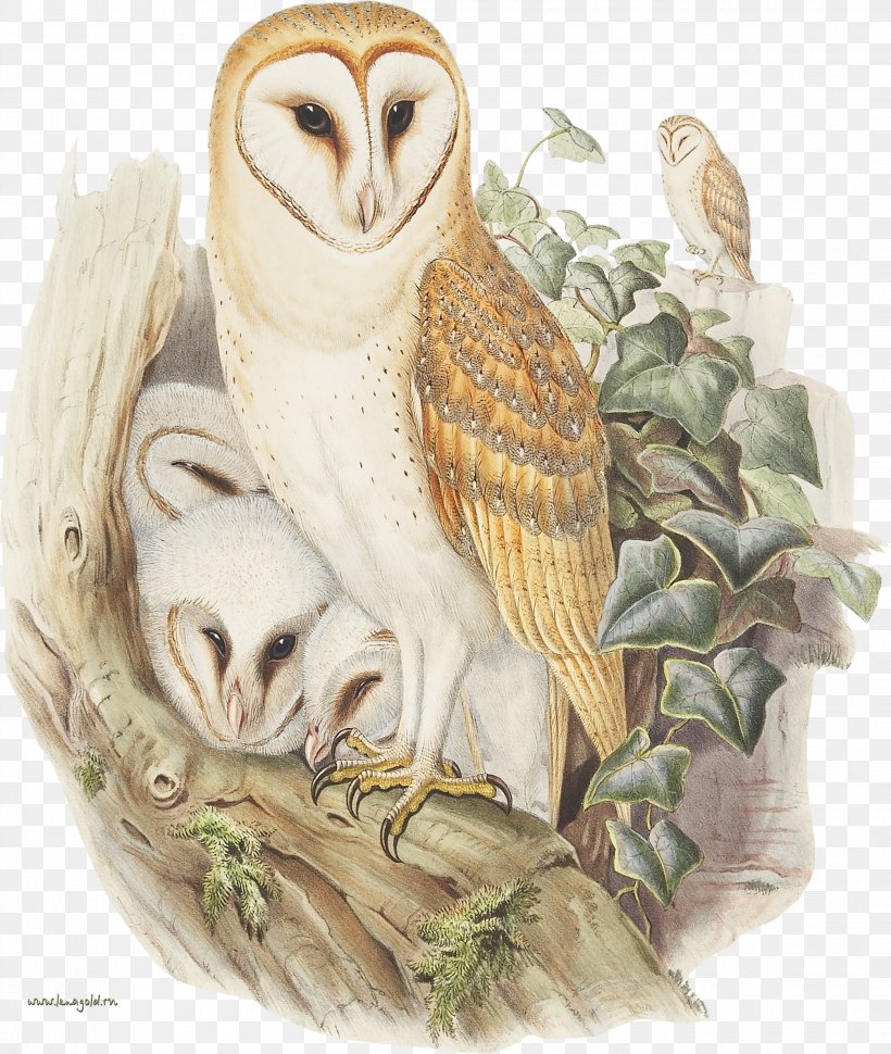 Owl The Birds Of Australia John Gould's Birds Of Great Britain, PNG, 2087x2470px, Owl, Artist, Barn Owl, Beak, Bird Download Free