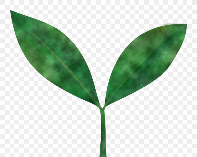 Sprout Bud Seed, PNG, 3000x2401px, Sprout, Anthurium, Bud, Eucalyptus, Flower Download Free