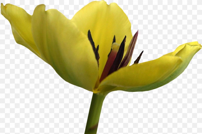 Tulip Flower Yellow, PNG, 900x599px, Tulip, Bud, Computer Graphics, Cut Flowers, Darkest Hour Download Free