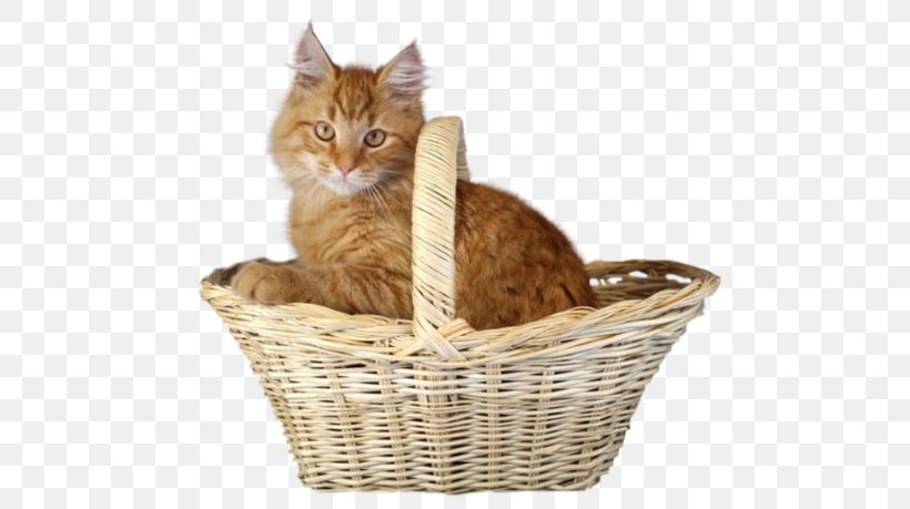 Kitten On Cats Whiskers, PNG, 600x459px, Kitten, Basket, Box, Breed, Breed Standard Download Free