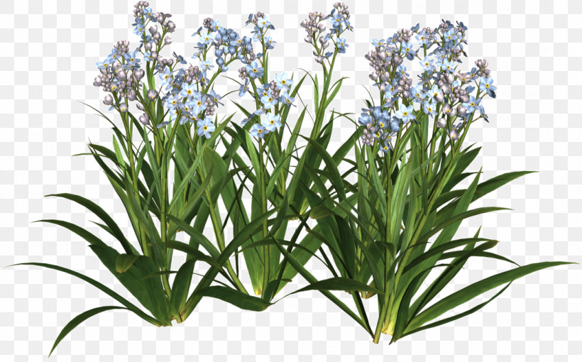 Rosemary, PNG, 1084x675px, Flower, Grass, Herb, Houseplant, Perennial Plant Download Free
