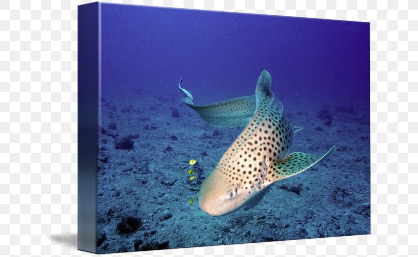 Tiger Shark Marine Biology Coral Reef Fish Underwater, PNG, 650x504px, Tiger Shark, Biology, Cartilaginous Fish, Coral, Coral Reef Download Free