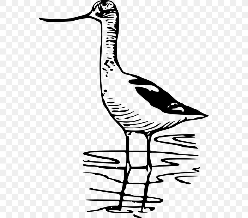 Bird Nest Wader Drawing Curlew, PNG, 563x720px, Bird, American Avocet, Artwork, Avocet, Beak Download Free