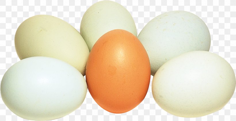 Egg Cartoon, PNG, 1731x887px, Egg White, Biryani, Boiled Egg, Chicken, Chicken Egg Download Free