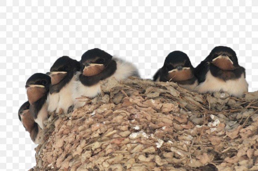 El Nido, Palawan Swallow Pxe4xe4skysenpesxe4keitto Edible Birds Nest, PNG, 1200x800px, El Nido Palawan, Barn Swallow, Beak, Bird, Edible Birds Nest Download Free