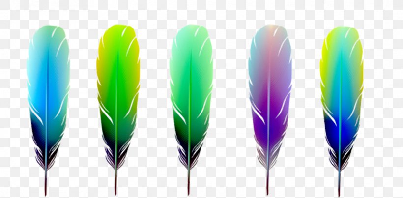Feather Color Euclidean Vector Material, PNG, 1088x535px, Feather, Chemical Element, Color, Element, Grass Download Free