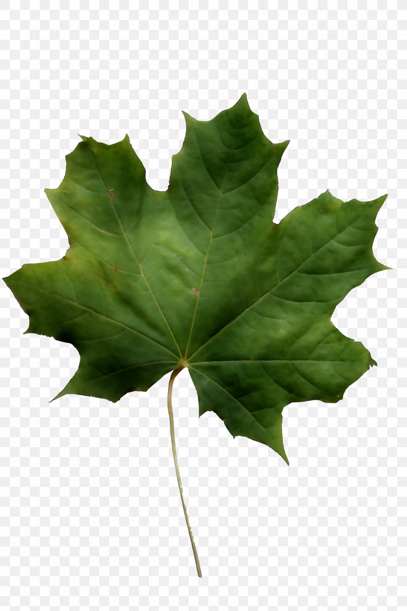 Norway Maple Sycamore Maple Leaf Red Maple Field Maple, PNG, 2718x4077px, Norway Maple, Black Maple, Bladnerv, Broadleaved Tree, Flower Download Free