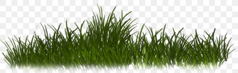 Chrysopogon Zizanioides Sweet Grass Grass Family, PNG, 1024x316px, Tiff, Chrysopogon Zizanioides, Commodity, Filename Extension, Graphics Software Download Free