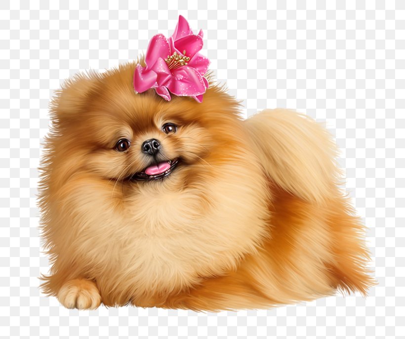 Pomeranian German Spitz Puppy Volpino, PNG, 800x686px, Pomeranian, Ancient Dog Breeds, Animal, Carnivoran, Companion Dog Download Free