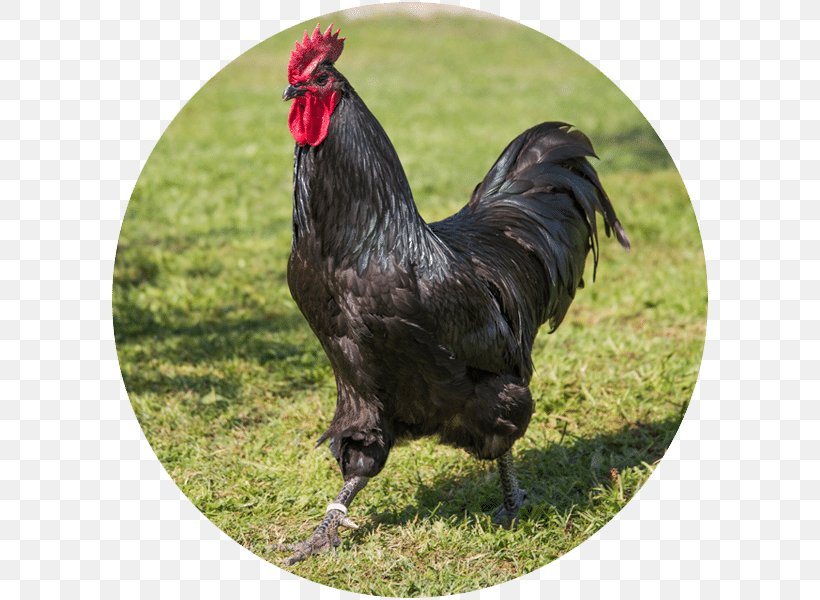 Rooster Cochin Chicken Australorp Leghorn Chicken Valdarno Chicken, PNG, 600x600px, Rooster, Andalusian Chicken, Animal Husbandry, Australorp, Beak Download Free