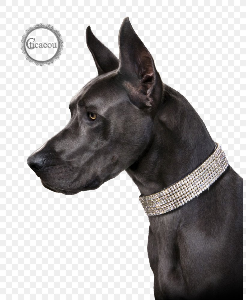 Cat Great Dane Dog Breed Puppy Dog Collar, PNG, 800x1000px, Cat, Collar, Crystal, Dog, Dog Breed Download Free
