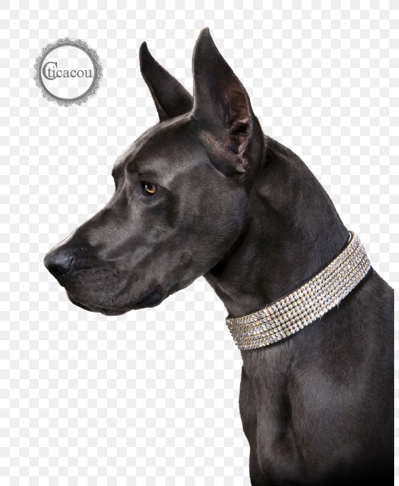 Cat - Cat Great Dane Dog Breed Puppy Dog Collar PNG
