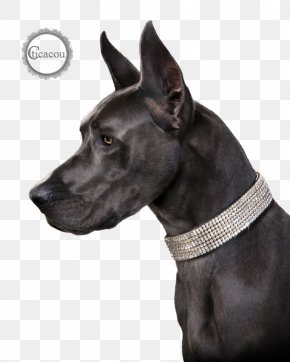 Cat - Cat Great Dane Dog Breed Puppy Dog Collar PNG