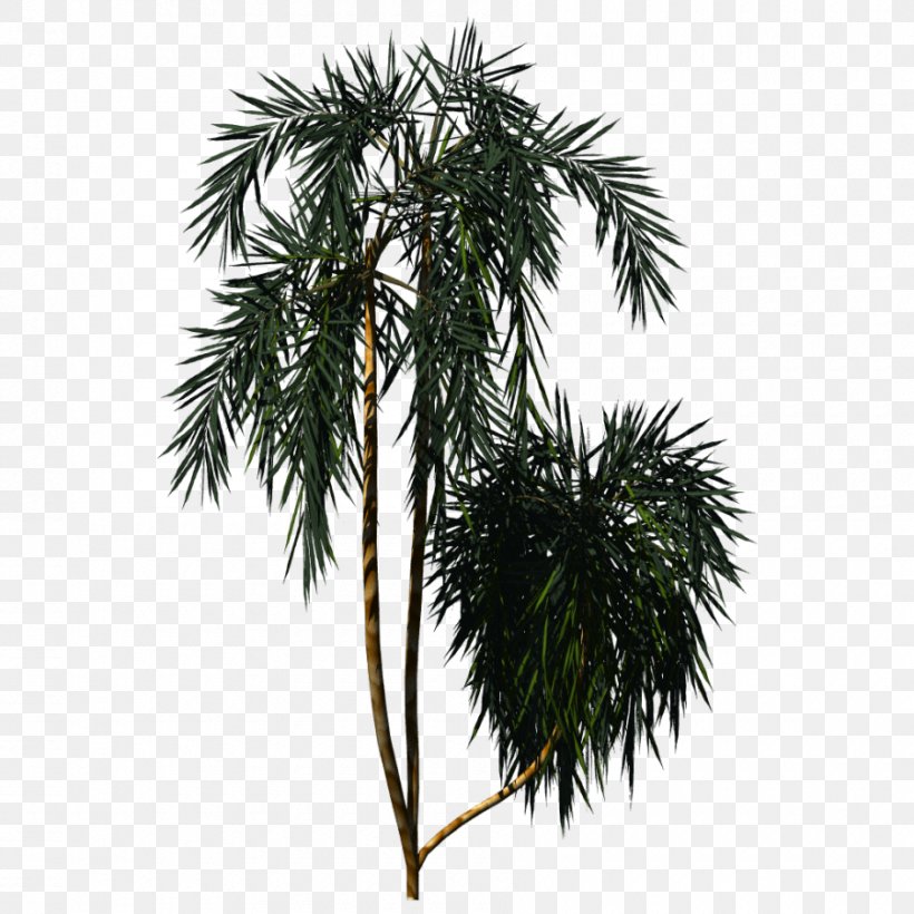Pine Tree Arecaceae Plant, PNG, 900x900px, Pine, Arecaceae, Arecales, Asian Palmyra Palm, Borassus Flabellifer Download Free