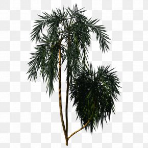 Palm Tree - Pine Tree Arecaceae Plant PNG