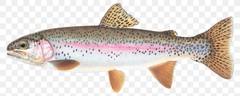Rainbow Trout Cutthroat Trout Fish Brook Trout, PNG, 800x329px, Rainbow Trout, Animal Figure, Black Crappie, Bony Fish, Brook Trout Download Free