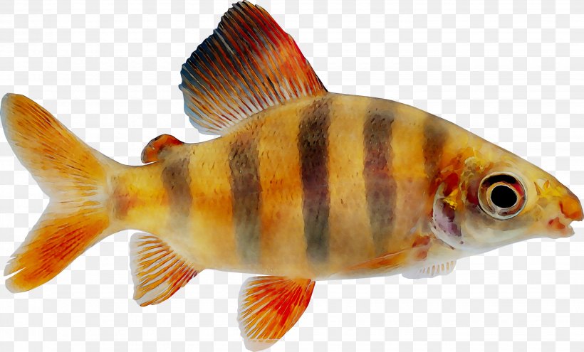 Goldfish Feeder Fish Freshwater Aquarium, PNG, 2879x1740px, Goldfish, Aquarium, Biology, Bonyfish, Fauna Download Free