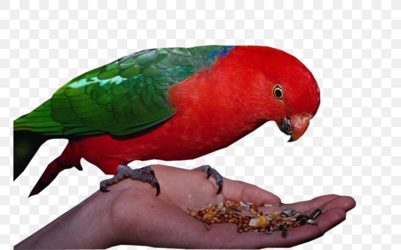 Parrot Bird Perroquet Animal, PNG, 768x512px, Parrot, Animal, Beak, Bird, Fauna Download Free