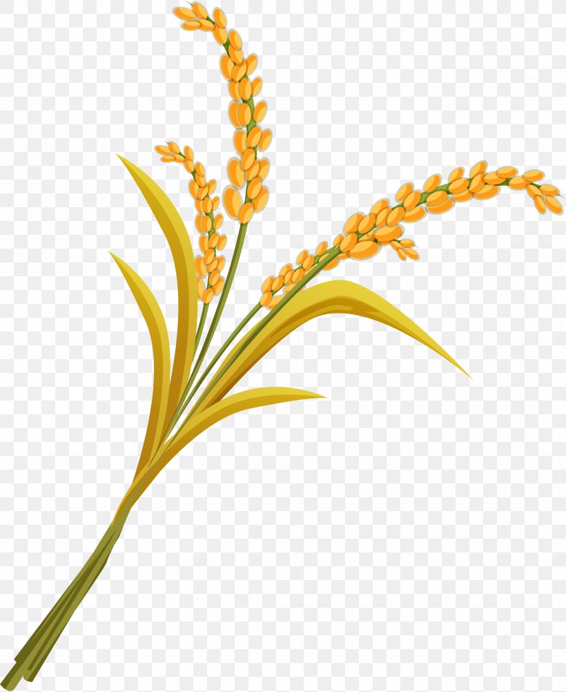 Rice Clip Art, PNG, 4243x5186px, Rice, Commodity, Flora, Flower, Flowering Plant Download Free