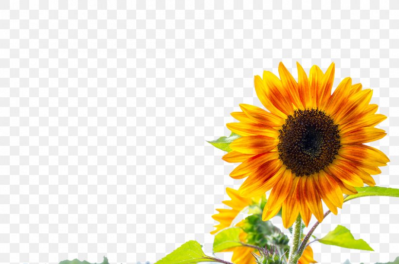 Two Cut Sunflowers Common Sunflower Yellow, PNG, 945x626px, Two Cut Sunflowers, Common Sunflower, Computer, Daisy Family, Floral Design Download Free