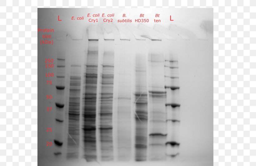Protein SDS-PAGE Polyacrylamide Gel Electrophoresis Silver Stain Bacillus Thuringiensis, PNG, 799x533px, Protein, Bacillus, Bacillus Thuringiensis, Biorad Laboratories, Color Download Free