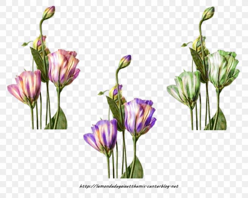 Tulip Cut Flowers Petal, PNG, 1000x800px, Tulip, Blog, Bud, Cut Flowers, Flora Download Free