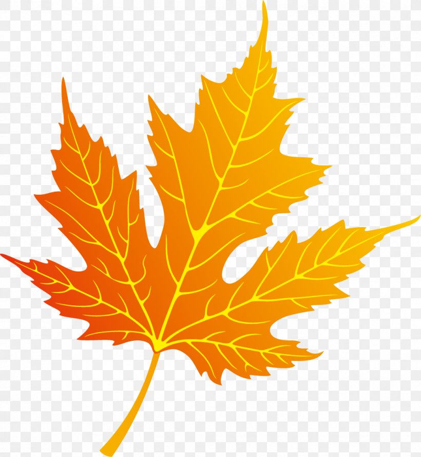 Autumn Leaf Color, PNG, 1044x1133px, Leaf, Autumn, Autumn Leaf Color ...