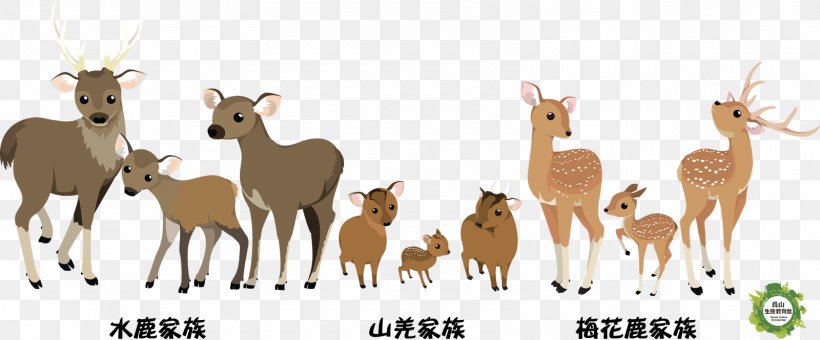 Formosan Sambar Deer Reeves's Muntjac Taiwan Formosan Sika Deer, PNG, 1600x665px, Deer, Animal, Animal Figure, Antelope, Antler Download Free