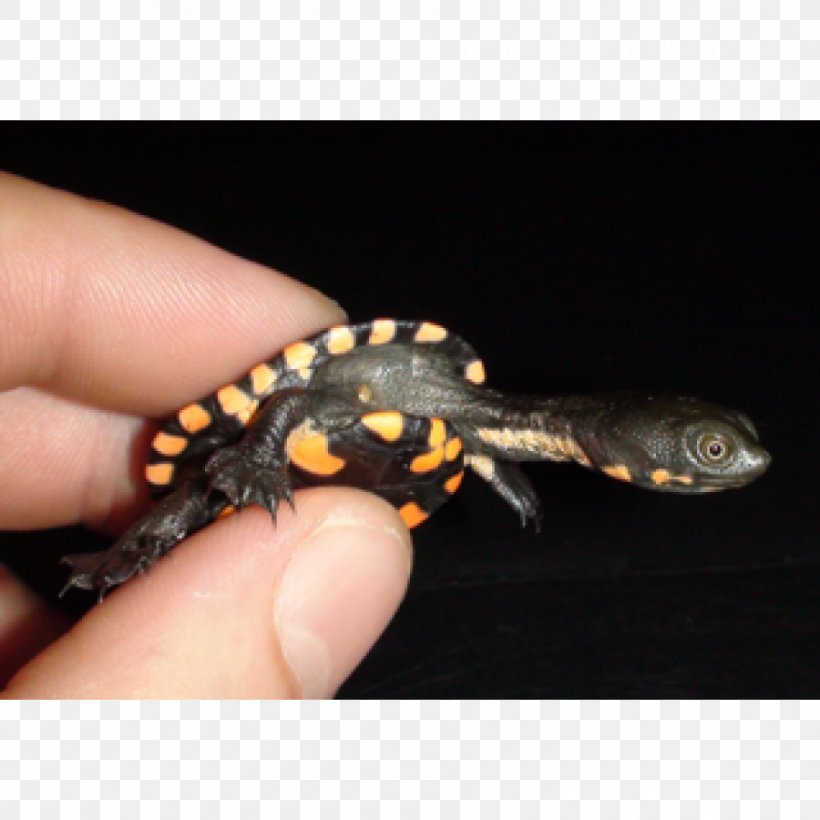 Gecko Eastern Long-necked Turtle Newt Reptile, PNG, 900x900px, Gecko, Amphibian, Animal, Box Turtles, Chelodina Download Free
