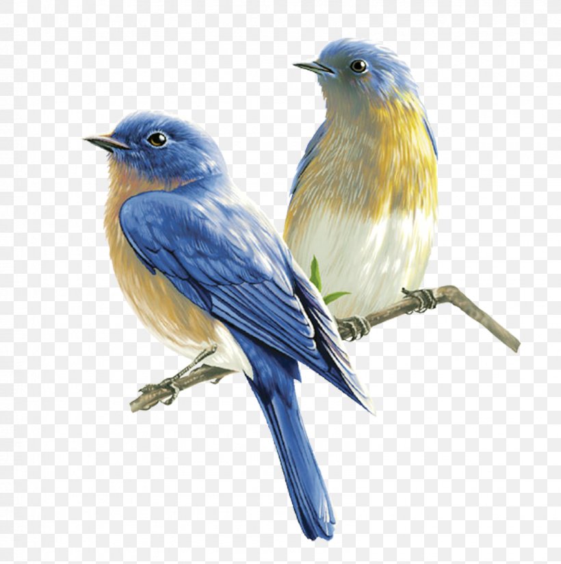 Songbird Clip Art, PNG, 1592x1600px, Bird, Beak, Bird Nest, Bluebird, Fauna Download Free
