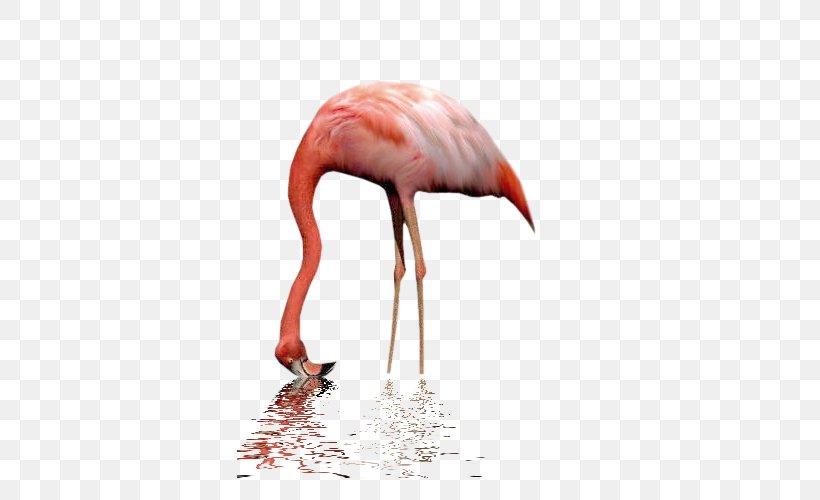 Bird Greater Flamingo Billy The Puppet Flamingos Animal, PNG, 500x500px, Bird, Animaatio, Animal, Beak, Billy The Puppet Download Free