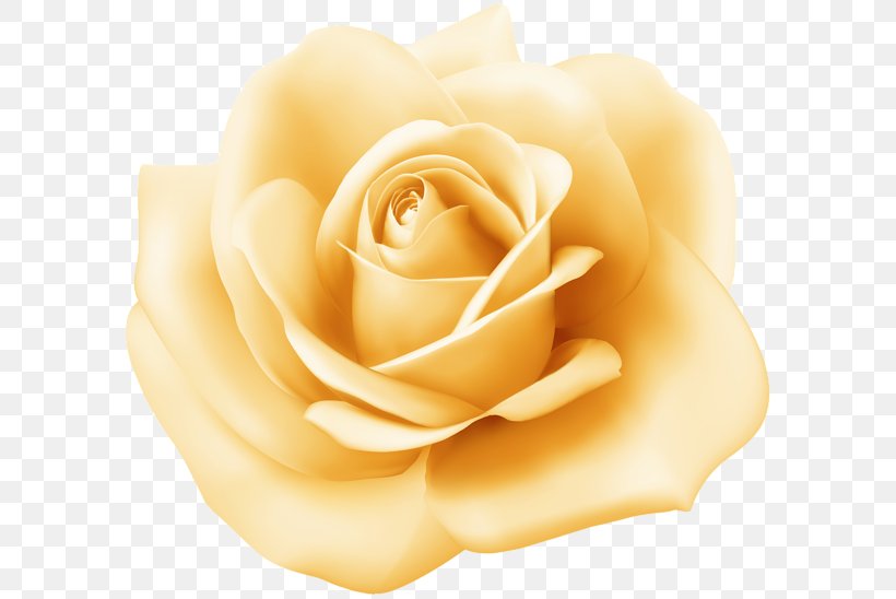 Garden Roses Floribunda Clip Art Image, PNG, 600x548px, Garden Roses, Blue Rose, Cabbage Rose, China Rose, Close Up Download Free