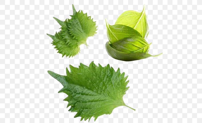 Leaf Vegetable Basil Herb, PNG, 500x500px, Leaf, Basil, Beefsteak Plant, Condiment, Dicotyledon Download Free