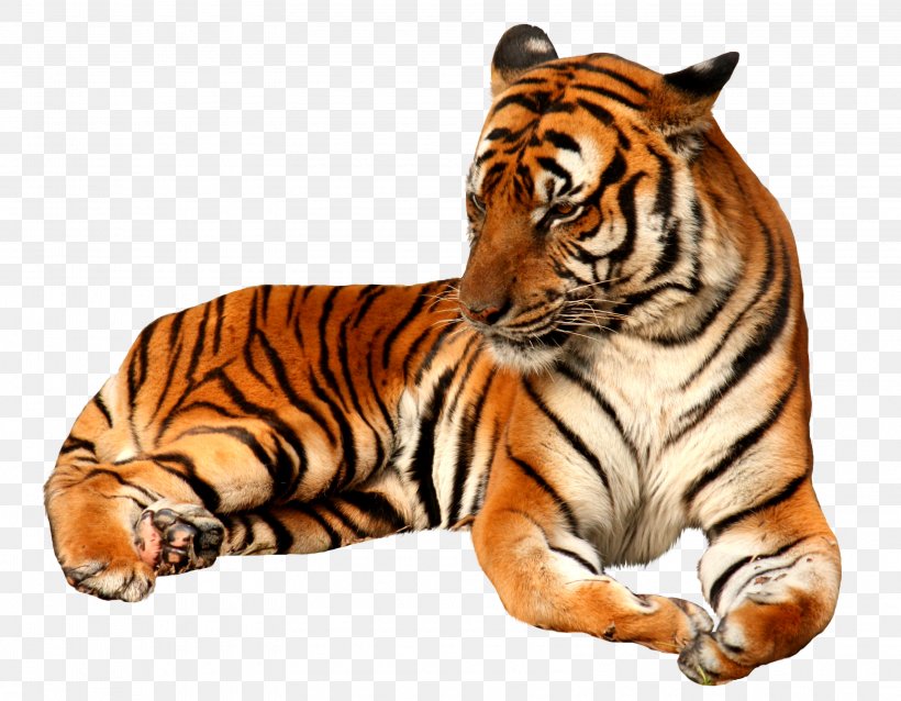 Tiger, PNG, 3210x2500px, China, Amur Leopard, Animal, Bengal Tiger, Big Cats Download Free