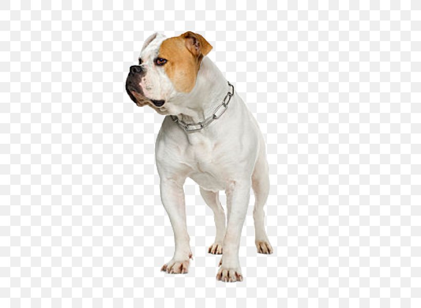 American Bulldog American Pit Bull Terrier Olde English Bulldogge Boxer, PNG, 452x600px, American Bulldog, American Pit Bull Terrier, Animal, Australian Bulldog, Boxer Download Free