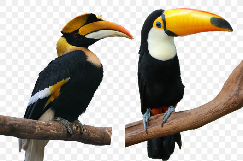 Cute Hornbill, PNG, 1000x664px, Bird, Animal, Beak, Fauna, Hornbill Download Free