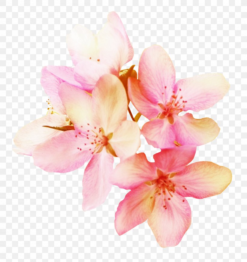 Flower Interior Design Services, PNG, 1624x1725px, Flower, Art, Blossom, Branch, Cherry Blossom Download Free