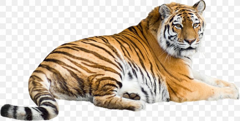 Siberian Tiger Stock Photography Vector Graphics Image Illustration, PNG, 1393x706px, Siberian Tiger, Animal, Animal Figure, Bengal Tiger, Big Cats Download Free