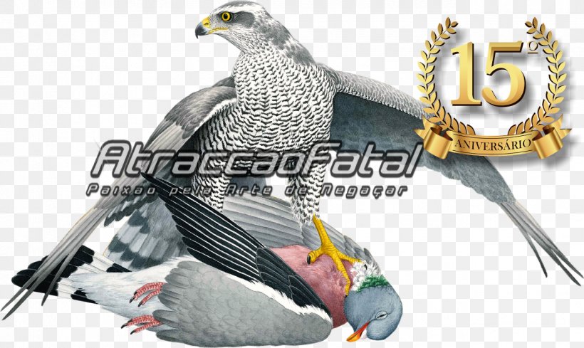Eagle Beak Falcon Feather, PNG, 1286x768px, Eagle, Beak, Bird, Bird Of Prey, Falcon Download Free