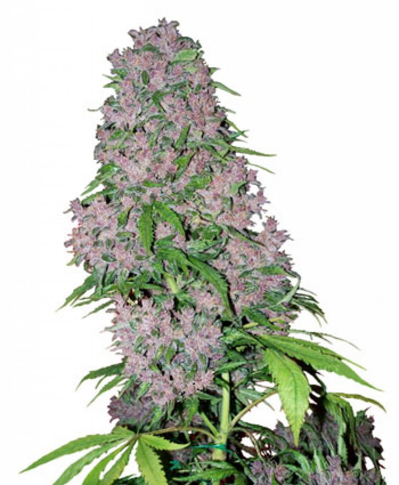 Kush Cannabis Sativa Bud Seed, PNG, 1317x1600px, Kush, Bud, Cannabis, Cannabis Sativa, Color Download Free