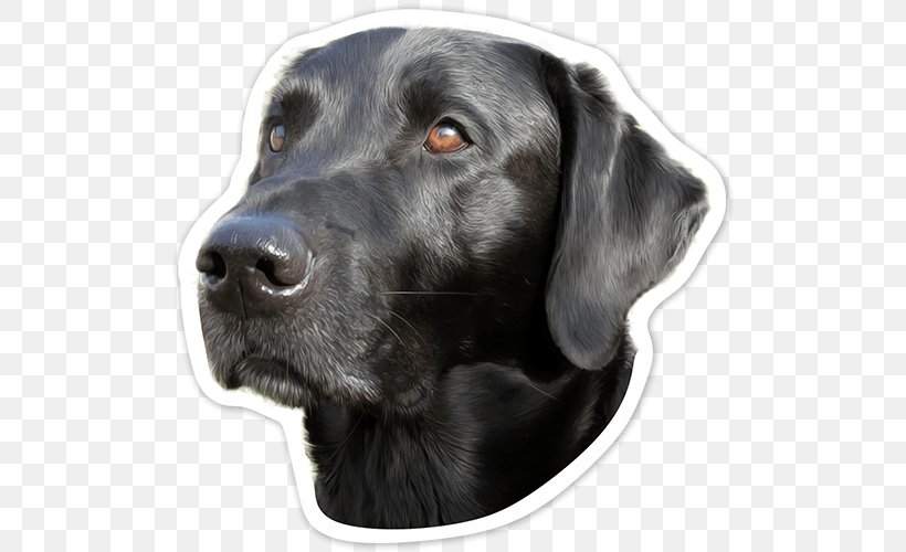 Labrador Retriever Flat-Coated Retriever Dog Breed Borador, PNG, 513x500px, Labrador Retriever, Borador, Breed, Bumper, Bumper Sticker Download Free