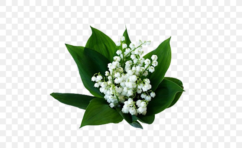 Lily Of The Valley Birth Flower Cut Flowers Nelumbo Nucifera, PNG, 500x500px, Lily Of The Valley, Amaryllis, Birth, Birth Flower, Cut Flowers Download Free