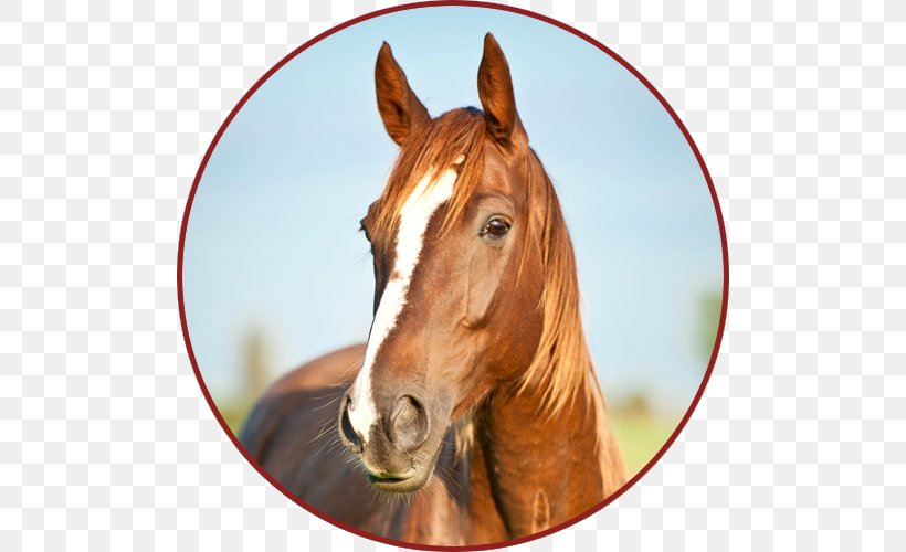 Portrait Shire Horse Canadian Horse Fototapeta PIXERS, PNG, 500x500px, Portrait, Author, Bridle, Canadian Horse, Colt Download Free