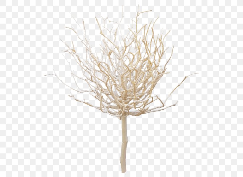 Twig Plant Stem Commodity, PNG, 800x600px, Twig, Branch, Commodity, Plant, Plant Stem Download Free