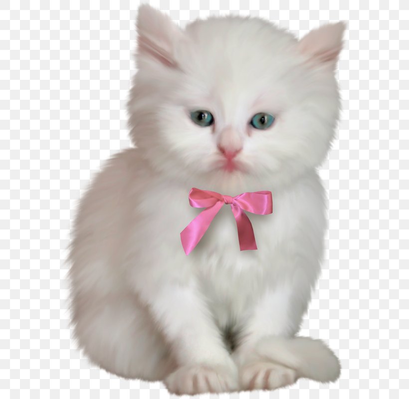 Kitten Ragdoll Birman Clip Art, PNG, 587x800px, Kitten, Animal, Asian Semi Longhair, Birman, British Semi Longhair Download Free